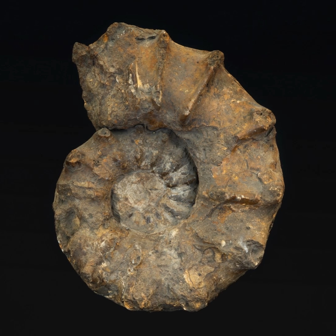 fossil